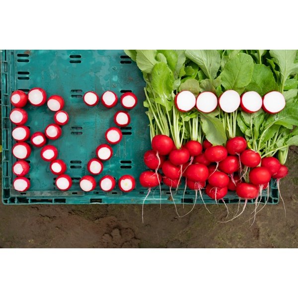 Бодіам F1 — редис ранній 20–25 дн. (Rijk Zwaan)