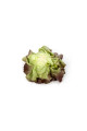 Скайфос — салат типу Маслянистий червоний (Rijk Zwaan)