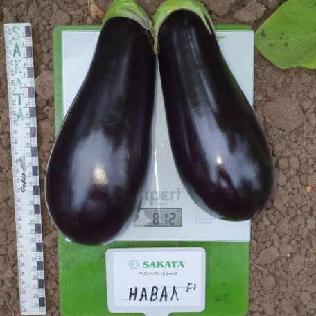 Навал F1 — баклажан (Sakata)