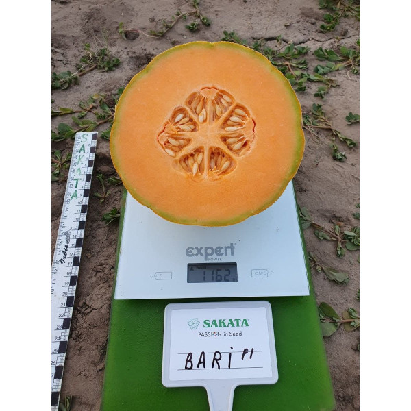 Барі F1 — диня типу Канталупа рання (Sakata)