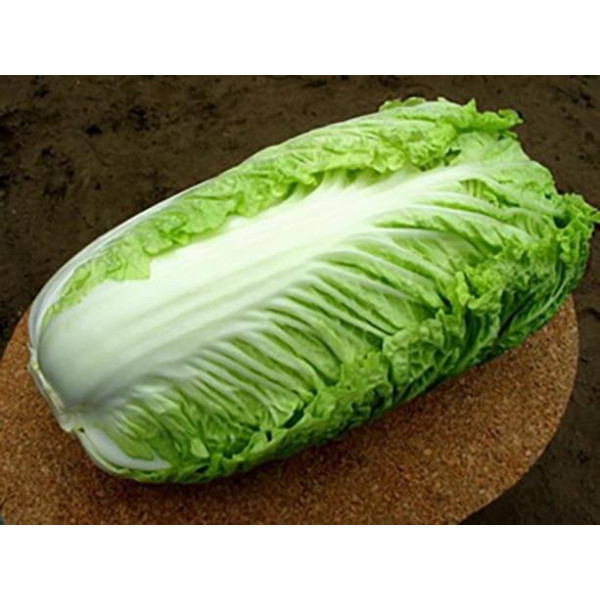 Юкі F1 — капуста пекінська рання (Sakata)