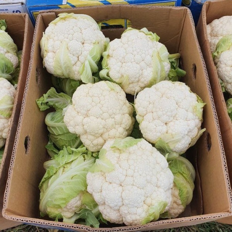 Карневал F1 — капуста цвітна рання (Sakata)