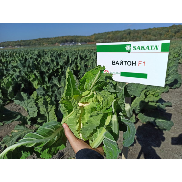 Вайтон F1 — капуста цвітна рання (Sakata)