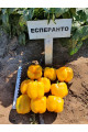 Еспартано F1 — перець солодкий типу Блочний ранній (Sakata)
