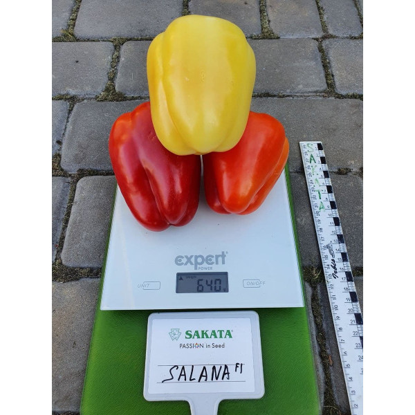 Салана F1 — перець солодкий типу Блочний ранній (Sakata)