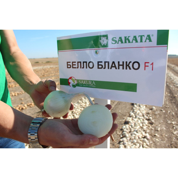 Белло Бланко F1 — цибуля ріпчаста середньопізня (Sakata)