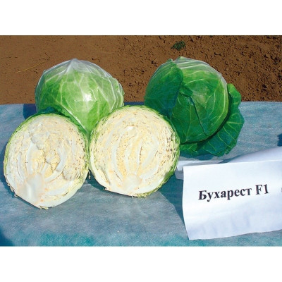 Бухарест F1 — капуста б/г середньостигла (Seminis)