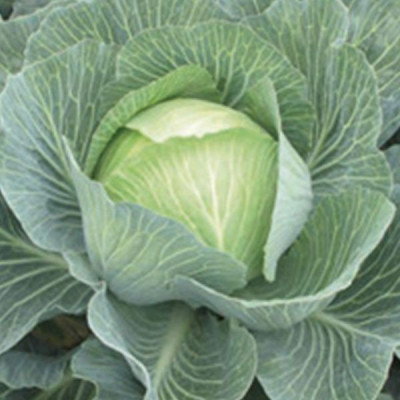 SV 3404 JL — капуста б/г пізня (Seminis)