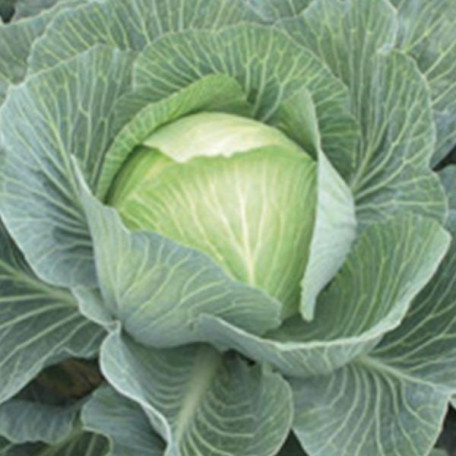 SV 3404 JL — капуста б/г пізня (Seminis)