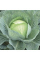 SV 3404 JL — капуста б/г пізня (Seminis)