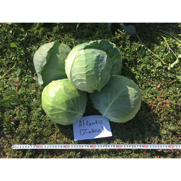 Заказ F1 — капуста б/г середньорання (Seminis)