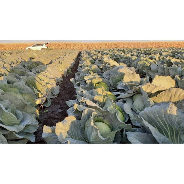 Заказ F1 — капуста б/г середньорання (Seminis)