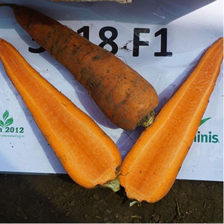 SV 3118 F1 — морква типу Шантане ранньостигла (Seminis)