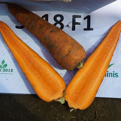 SV 3118 F1 — морква типу Шантане ранньостигла (Seminis)