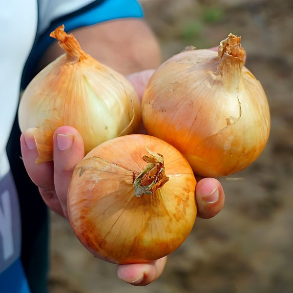 Балстар F1 — насіння цибулі озимої (Seminis)