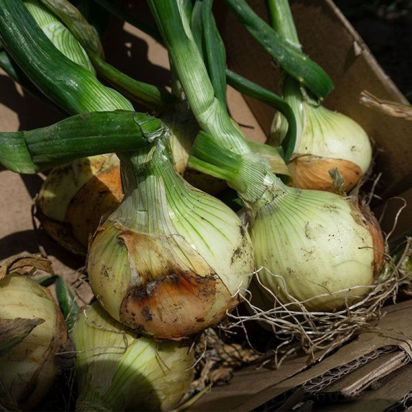 Балстар F1 — насіння цибулі озимої (Seminis)