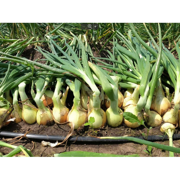 Балстар F1 — насіння цибулі озимої (Seminis)