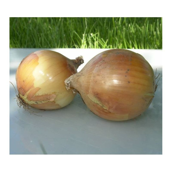 Балстар F1 — насіння цибулі озимої (Seminis)