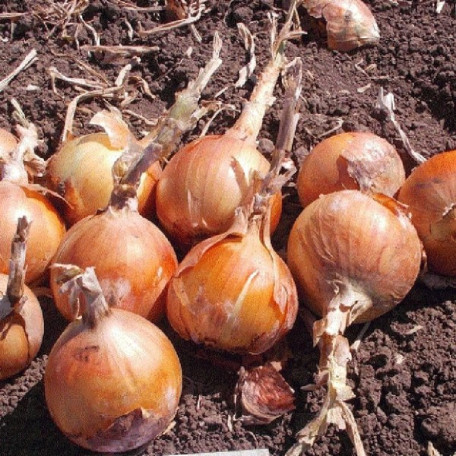 Міссіссіппі F1 — цибуля ріпчаста середньопізня (Seminis)