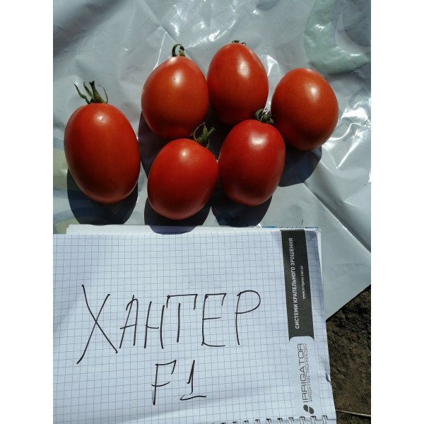Хантер F1 — томат сливка детермінантний (Solare)