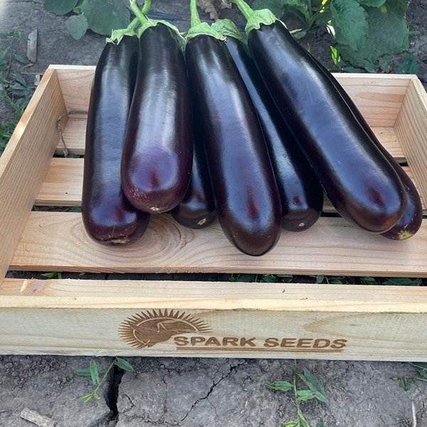 Дар F1 — баклажан (Spark Seeds)