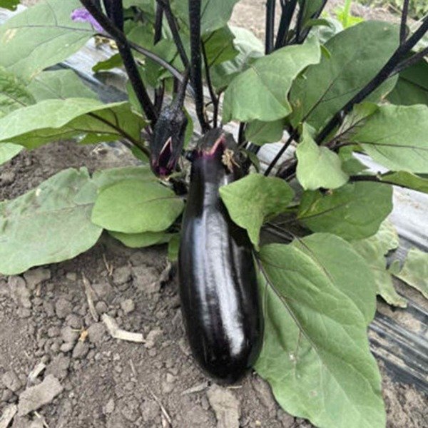 Ден F1 — баклажан (Spark Seeds)