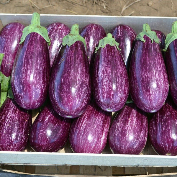 Ріко F1 — баклажан (Spark Seeds)