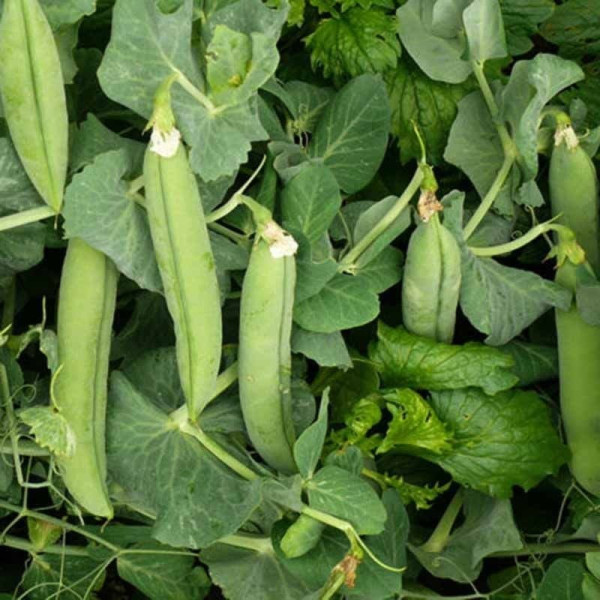 Мегасайз — горох ранній (Spark Seeds)