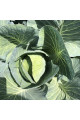 Орегон F1 — капуста б/г середньопізня (Spark Seeds)