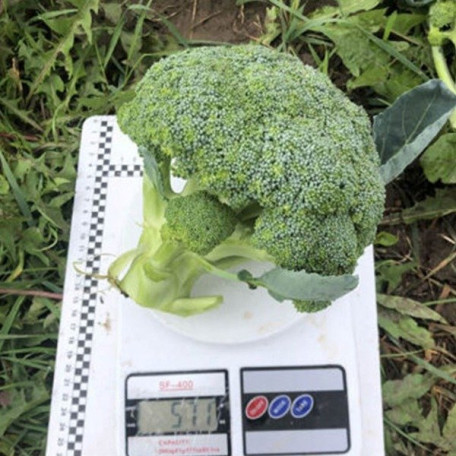 Легасі F1 — капуста броколі рання (Spark Seeds)