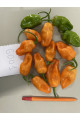 6001 F1 — перець гострий типу Хабанеро ранній (Spark Seeds)