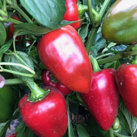 Комбат F1 — перець солодкий типу Венгерський ранній (Spark Seeds)