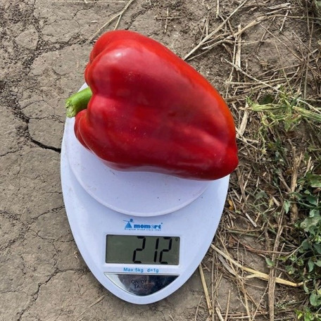 Кора F1 — перець солодкий типу Ламуйо ранній (Spark Seeds)
