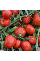 1015 F1 — томат детермінантний (Spark Seeds)