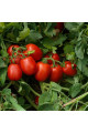 1015 F1 — томат детермінантний (Spark Seeds)