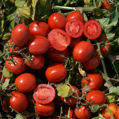 1015 F1 — томат детермінантний (Spark Seeds)