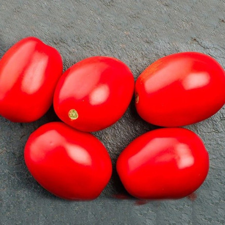 1301 F1 — томат детермінантний (Spark Seeds)