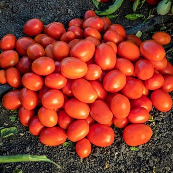 1301 F1 — томат детермінантний (Spark Seeds)
