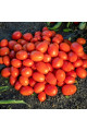1301 F1 — томат детермінантний (Spark Seeds)