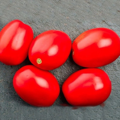 1301 F1 — томат детермінантний (Spark Seeds)