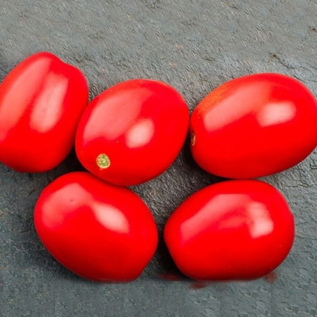 1301 F1 — томат детермінантний (Spark Seeds)
