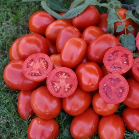 1311 F1 — томат детермінантний (Spark Seeds)