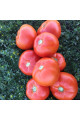 1801 F1 — томат детермінантний (Spark Seeds)