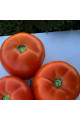 1801 F1 — томат детермінантний (Spark Seeds)