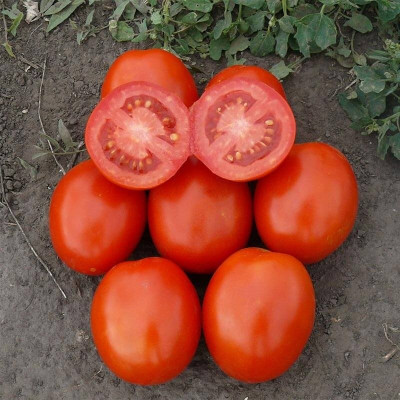 1807 F1 — томат детермінантний (Spark Seeds)