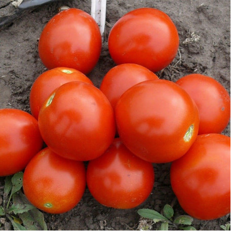 1855 F1 — томат детермінантний (Spark Seeds)