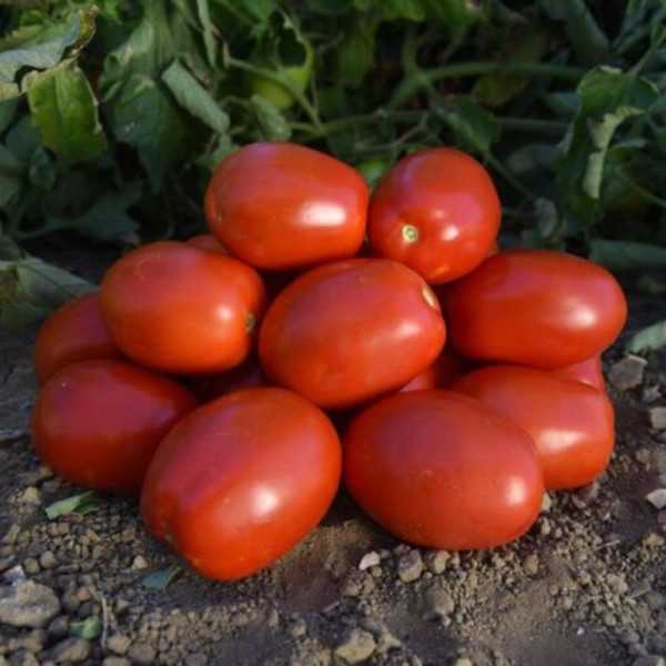 1892 F1 — томат детермінантний (Spark Seeds)