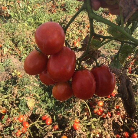 2123 F1 — томат сливка детермінантний (Spark Seeds)