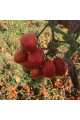 2123 F1 — томат сливка детермінантний (Spark Seeds)