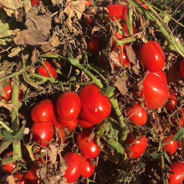 2123 F1 — томат сливка детермінантний (Spark Seeds)